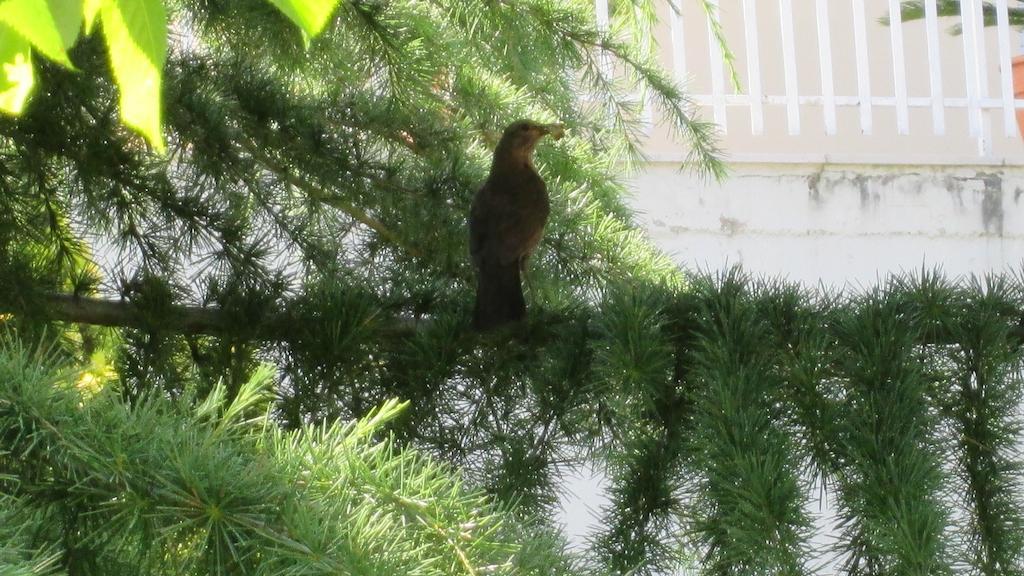 B&B Le Begonie Асколі-Пічено Екстер'єр фото